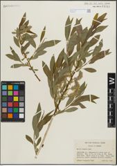 Foto von Salix lemmonii Bebb